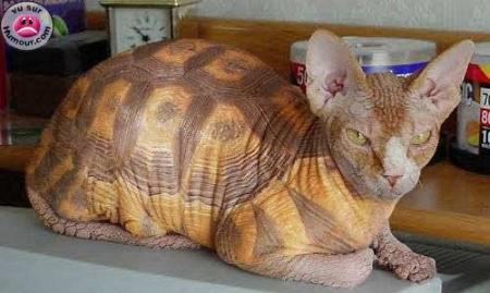 vous aimez les chats lol